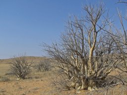 Sesamothamnus guerichii